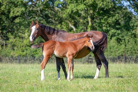 Foal Insurance: Protecting Your Young Horseโs Future
