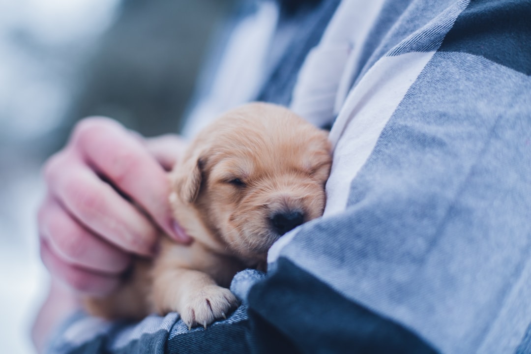 Pet Health Insurance: Why It Matters and How to Choose the Right Plan