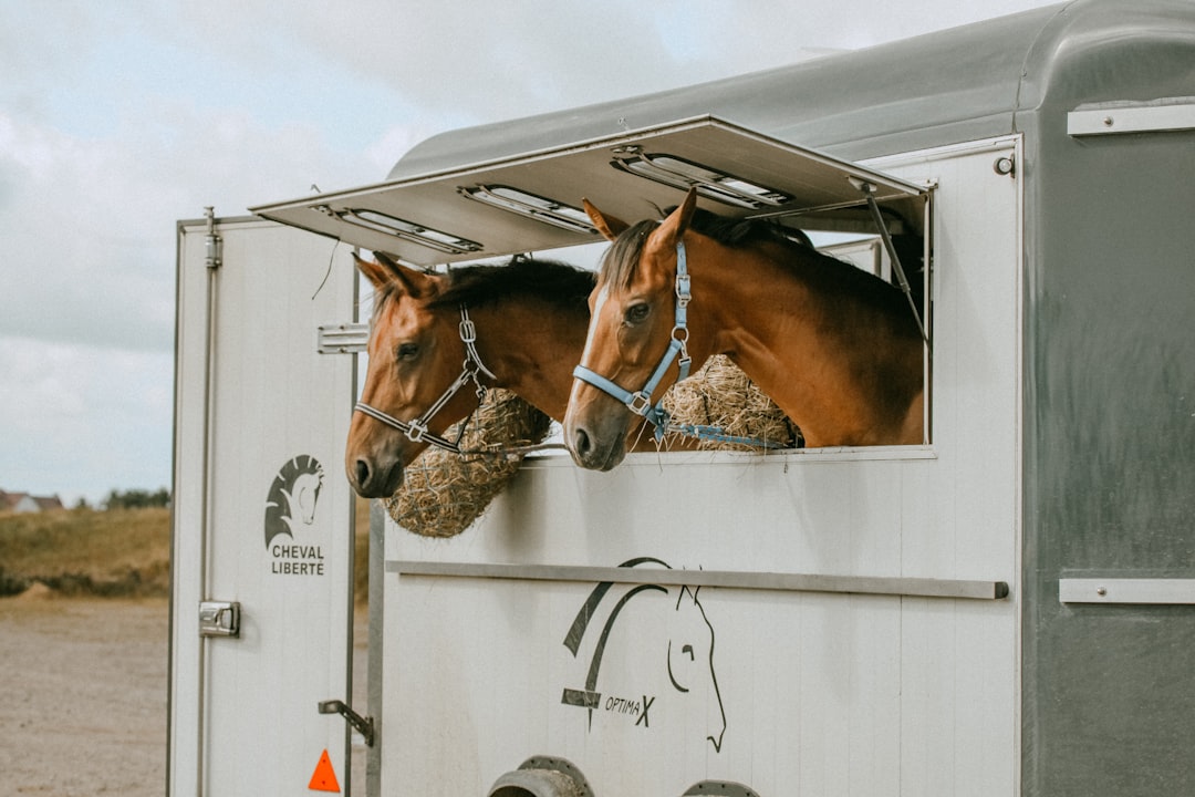 What Is Horse Trailer Insurance and Why You Need It