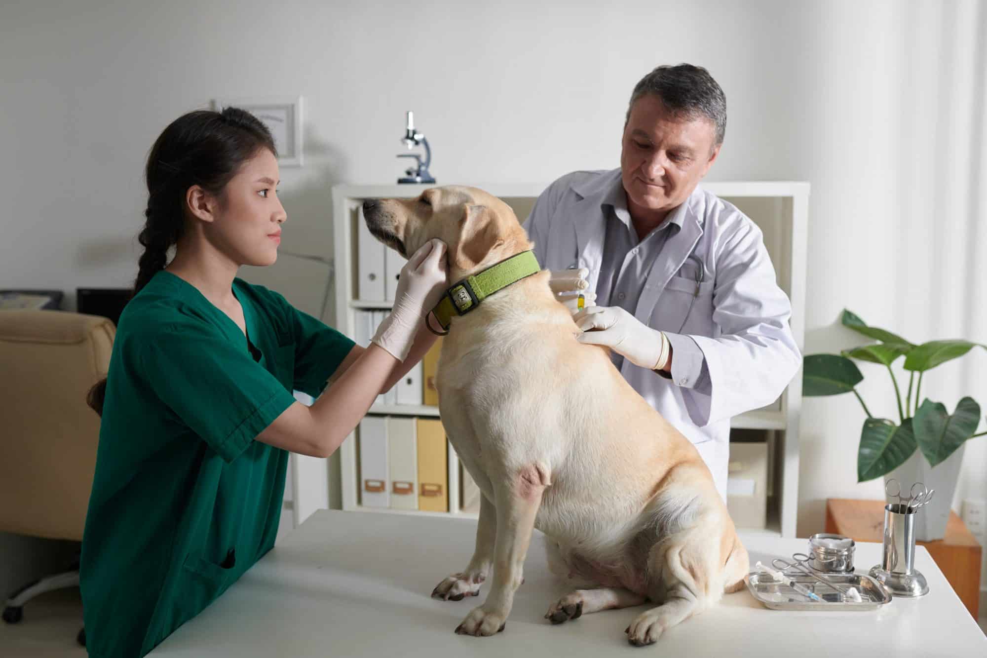 Why Pet Health Insurance Is Becoming More Popular