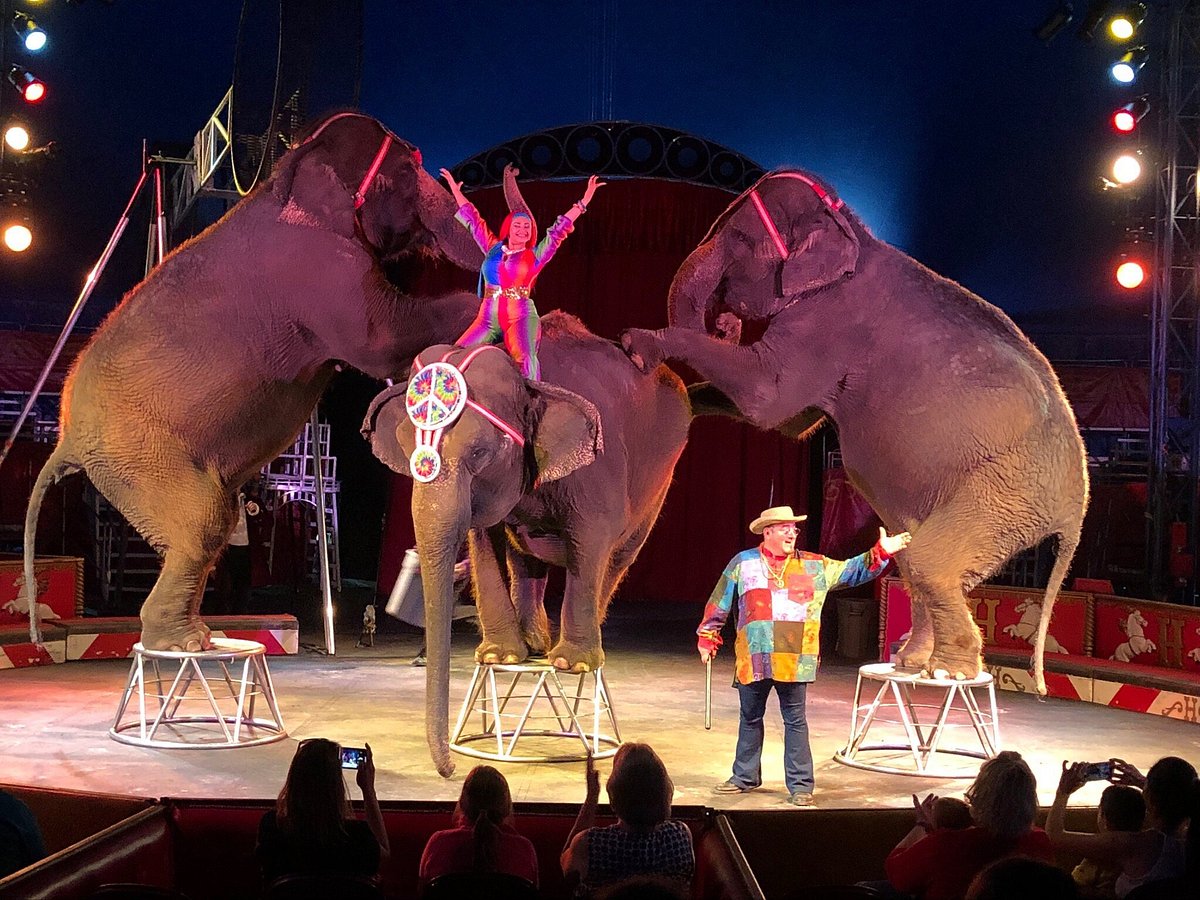 Why the Circus Industry Needs Insurance